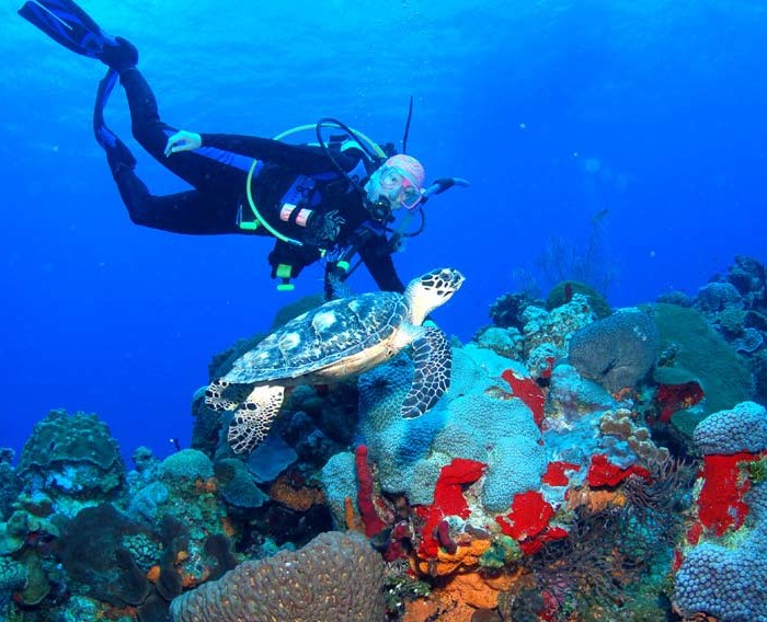 Diving Resort In Bonaire Coral Paradise Bonaire
