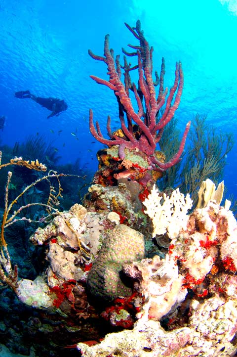 Bonaire Scuba Diving Pictures - Coral Paradise Bonaire
